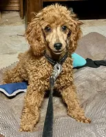 processed/30de8e7f-a6d0-4bd8-ab3d-41117c9336a8/listing/65b4ed78-bbb4-4d98-9af7-17aad4659c57/b0055a95-fdf6-47b8-b63f-15f5af0a1380