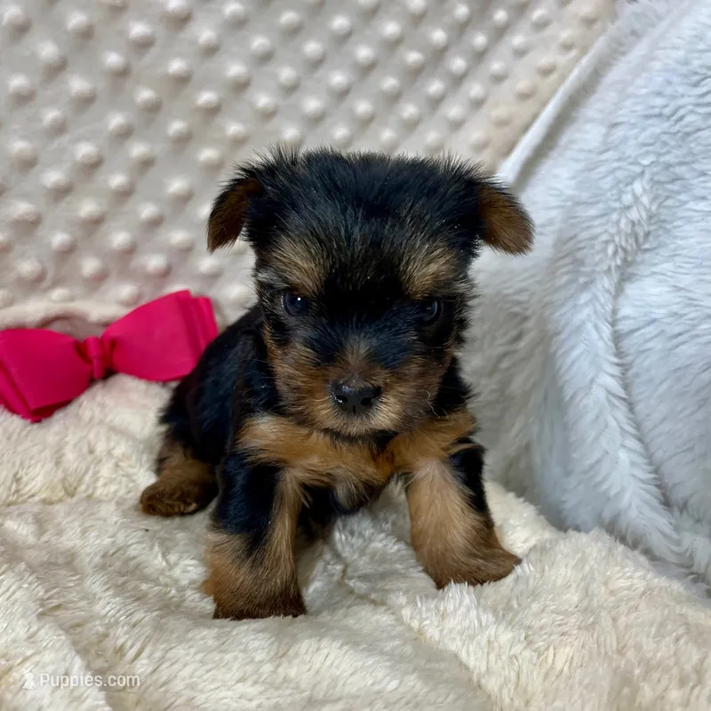 Jenny – Yorkshire Terrier puppy for sale in Childress, TX