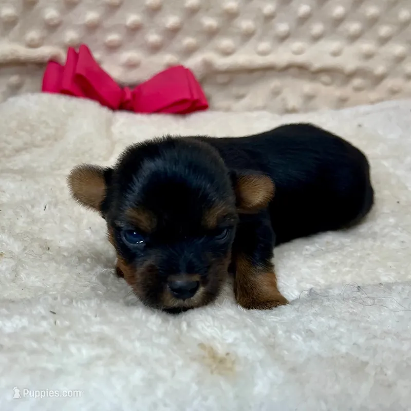 Jenny – Yorkshire Terrier puppy for sale in Childress, TX