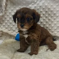Little Red Bert, a male Yorkipoo and Poodle - Toy  for sale in Childress, TX – 2 of 5