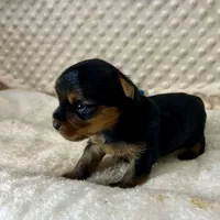 Jake RESERVED, a male Yorkshire Terrier for sale in Childress, TX – 5 of 6