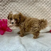 Tiny July, a female Maltipoo and Poodle - Toy  for sale in Childress, TX – Photo 4 of 4