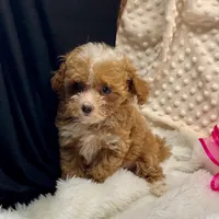 Tiny July, a female Maltipoo and Poodle - Toy  for sale in Childress, TX – Photo 3 of 4