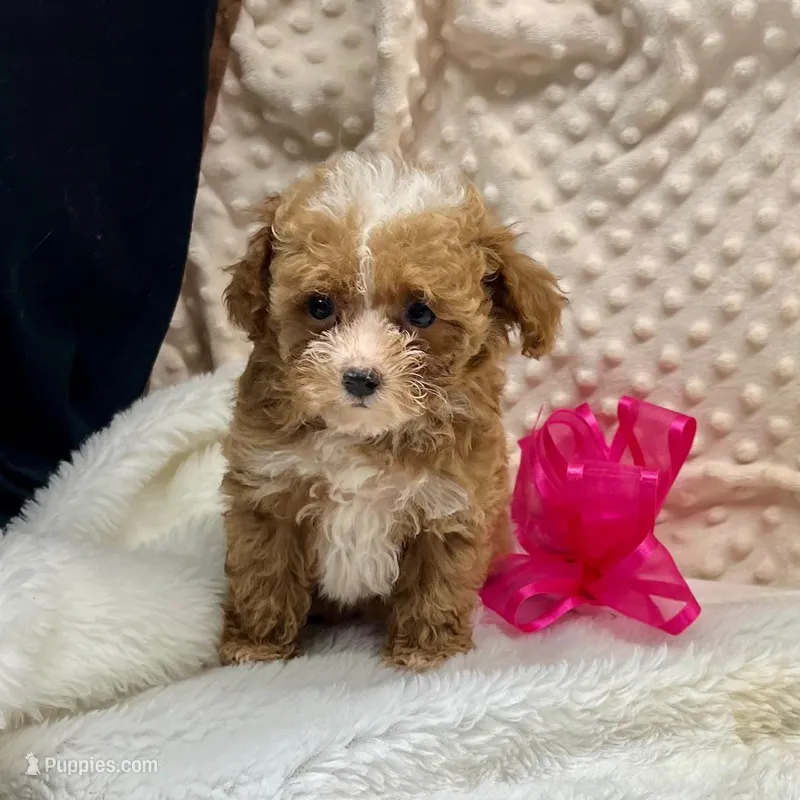 Tiny July, a female Maltipoo and Poodle - Toy  for sale in Childress, TX – Photo 1 of 4