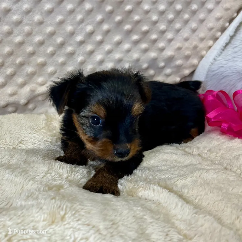 June – Yorkshire Terrier puppy for sale in Childress, TX