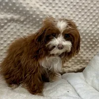 processed/30de8e7f-a6d0-4bd8-ab3d-41117c9336a8/listing/6daa1f16-4327-4056-a069-da03a0ce8a25/1a3e503a-1c89-406a-9223-a2e32c16800e