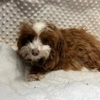 Tiny "Pippi" 41/2 lb., a female Maltipoo for sale in Childress, TX – Photo 5 of 8