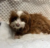 processed/30de8e7f-a6d0-4bd8-ab3d-41117c9336a8/listing/6daa1f16-4327-4056-a069-da03a0ce8a25/385586e6-8af5-44bd-879f-fa2076c9f5a5