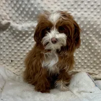 Tiny "Pippi" 41/2 lb., a female Maltipoo for sale in Childress, TX – Photo 3 of 8