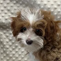 Tiny "Pippi" 41/2 lb., a female Maltipoo for sale in Childress, TX – Photo 2 of 8