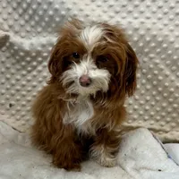Tiny "Pippi" 41/2 lb., a female Maltipoo for sale in Childress, TX – Photo 4 of 8