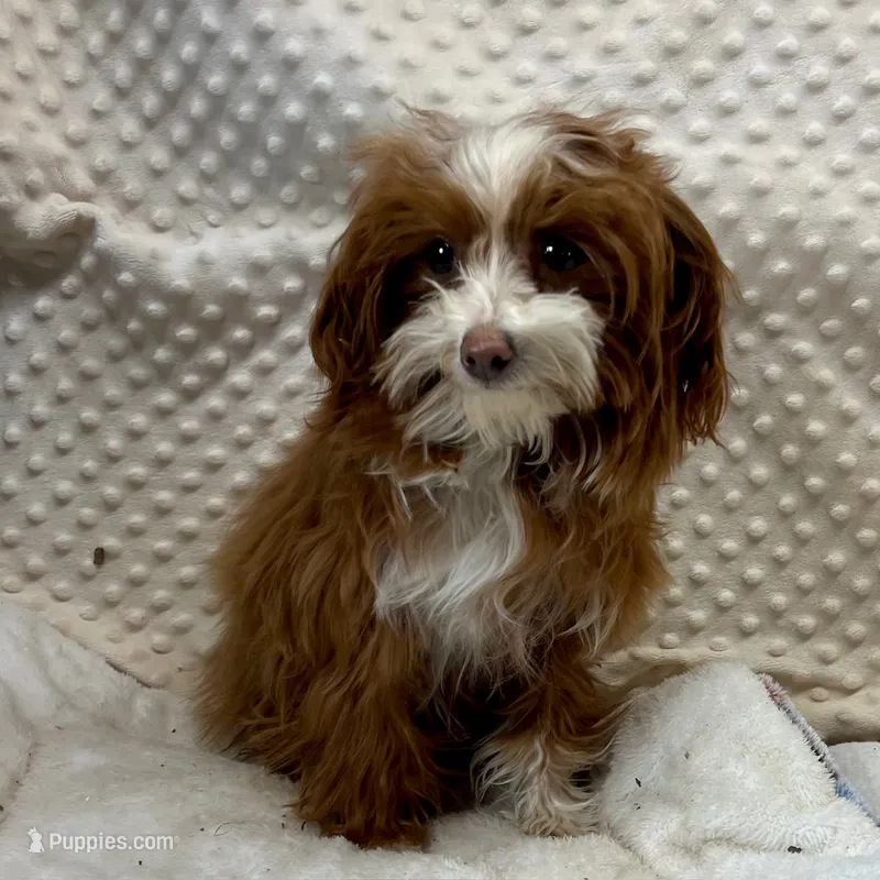 Tiny "Pippi" 41/2 lb.