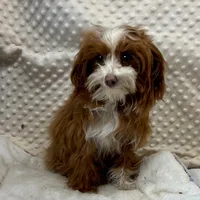 processed/30de8e7f-a6d0-4bd8-ab3d-41117c9336a8/listing/6daa1f16-4327-4056-a069-da03a0ce8a25/807b499f-e921-4393-8a3d-b08e86ff22e9