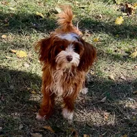 processed/30de8e7f-a6d0-4bd8-ab3d-41117c9336a8/listing/6daa1f16-4327-4056-a069-da03a0ce8a25/8d46728f-a80d-484e-ac0c-1f773de0fb27