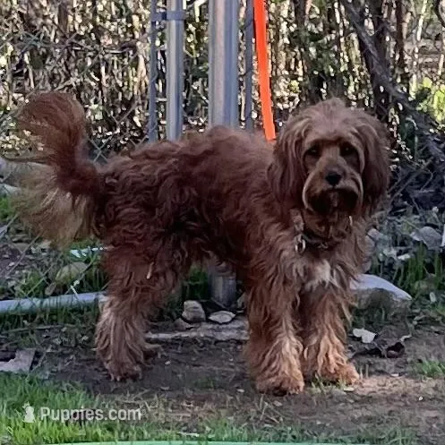 "Raider"  Neutered, a male Cavapoo for sale in Childress, TX – Photo 1 of 4