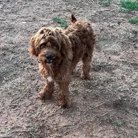 "Raider"  Neutered, a male Cavapoo for sale in Childress, TX – Photo 3 of 4