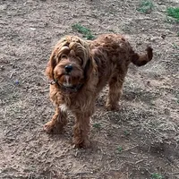 "Raider"  Neutered, a male Cavapoo for sale in Childress, TX – Photo 2 of 4