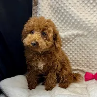 "Jennifer" Childress, Tx., a female Maltipoo and Poodle - Toy  for sale in Childress, TX – Photo 5 of 6