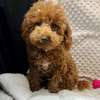 "Jennifer" Childress, Tx., a female Maltipoo and Poodle - Toy  for sale in Childress, TX – Photo 3 of 6