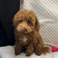 "Jennifer" Childress, Tx., a female Maltipoo and Poodle - Toy  for sale in Childress, TX – Photo 4 of 6
