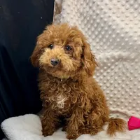 "Jennifer" Childress, Tx., a female Maltipoo and Poodle - Toy  for sale in Childress, TX – Photo 2 of 6