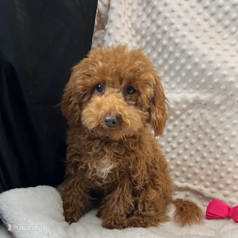 "Jennifer" Childress, Tx.