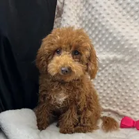 "Jennifer" Childress, Tx., a female Maltipoo and Poodle - Toy  for sale in Childress, TX – Photo 1 of 6