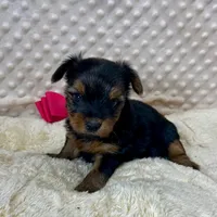 June, a female Yorkshire Terrier for sale in Childress, TX – 2 of 2