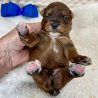 Bert, a male Yorkipoo for sale in Childress, TX – 2 of 2