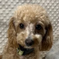 Walter Maltilpoo, a male Maltipoo for sale in Childress, TX – 4 of 5