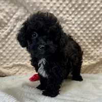 Cricket ~ RESERVED ~, a female Maltipoo for sale in Childress, TX – Photo 8 of 9