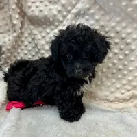 Cricket ~ RESERVED ~, a female Maltipoo for sale in Childress, TX – Photo 5 of 9