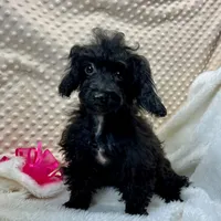 Cricket ~ RESERVED ~, a female Maltipoo for sale in Childress, TX – Photo 2 of 9