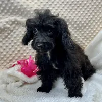 Cricket ~ RESERVED ~, a female Maltipoo for sale in Childress, TX – Photo 1 of 9