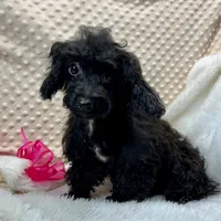Cricket ~ RESERVED ~, a female Maltipoo for sale in Childress, TX – Photo 4 of 9