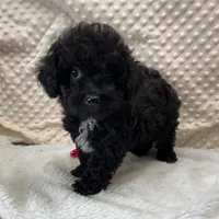 Cricket ~ RESERVED ~, a female Maltipoo for sale in Childress, TX – Photo 7 of 9