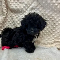 Cricket ~ RESERVED ~, a female Maltipoo for sale in Childress, TX – Photo 9 of 9