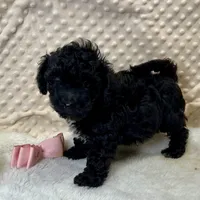 Cricket ~ RESERVED ~, a female Maltipoo for sale in Childress, TX – Photo 6 of 9