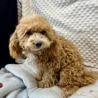 Olivia in Childress, Texas, a female Maltipoo and Poodle - Toy  for sale in Childress, TX – Photo 1 of 8