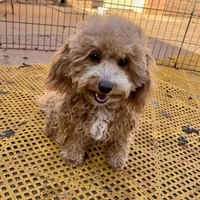 Olivia in Childress, Texas, a female Maltipoo and Poodle - Toy  for sale in Childress, TX – Photo 3 of 8