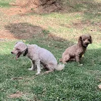 Olivia in Childress, Texas, a female Maltipoo and Poodle - Toy  for sale in Childress, TX – Photo 4 of 4