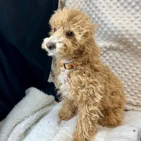 Olivia in Childress, Texas, a female Maltipoo and Poodle - Toy  for sale in Childress, TX – Photo 7 of 8