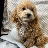 Olivia in Childress, Texas, a female Maltipoo and Poodle - Toy  for sale in Childress, TX – Photo 2 of 8