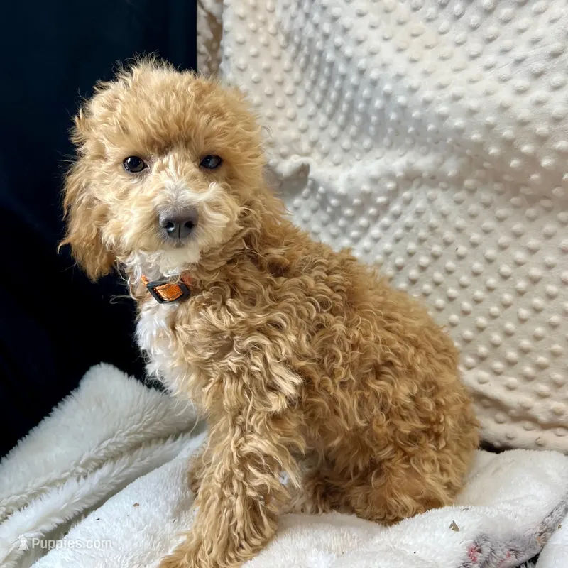 Olivia in Childress, Texas