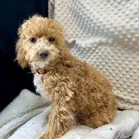 Olivia in Childress, Texas, a female Maltipoo and Poodle - Toy  for sale in Childress, TX – Photo 5 of 8