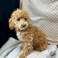 Olivia in Childress, Texas, a female Maltipoo and Poodle - Toy  for sale in Childress, TX – Photo 6 of 8
