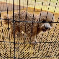 Olivia in Childress, Texas, a female Maltipoo and Poodle - Toy  for sale in Childress, TX – Photo 4 of 8