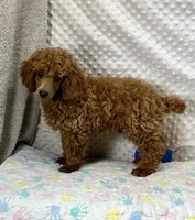 George CKC, a male Poodle - Miniature  for sale in Childress, TX – Photo 5 of 7