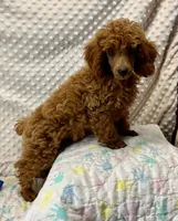 George CKC, a male Poodle - Miniature  for sale in Childress, TX – Photo 6 of 7