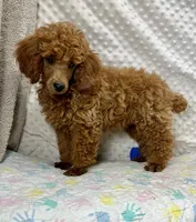 George CKC, a male Poodle - Miniature  for sale in Childress, TX – Photo 4 of 7